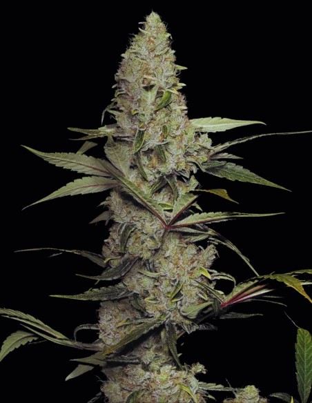 Wappa Seeds (Paradise Seeds) 🍓 Sweet High Yield