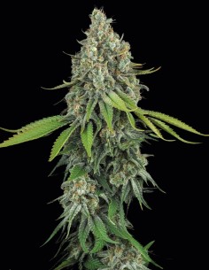 Opium Seeds (Paradise Seeds) ⚡ Creative Energy