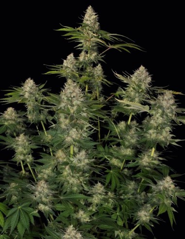 Opium Seeds (Paradise Seeds) ⚡ Creative Energy
