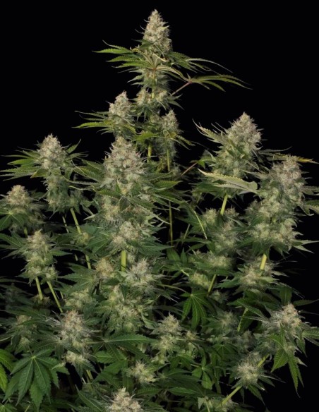 Opium Seeds (Paradise Seeds) ⚡ Creative Energy