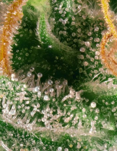 Opium Seeds (Paradise Seeds) ⚡ Creative Energy