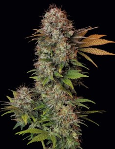 Semi Nebula (Paradise Seeds) 🌌 High Dolce e Creativo