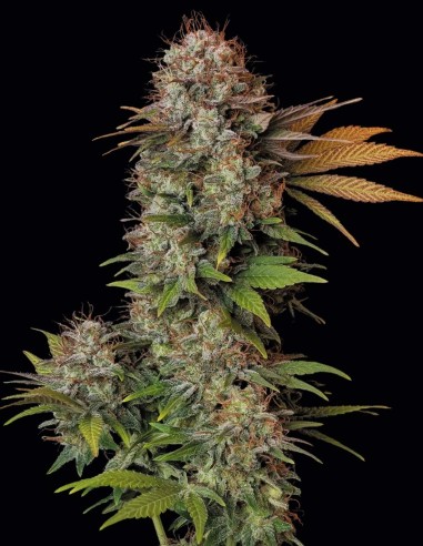 Nebula Seeds (Paradise Seeds) 🌌 Sweet Creative High