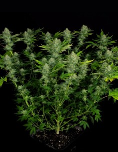 Semi Nebula (Paradise Seeds) 🌌 High Dolce e Creativo 2