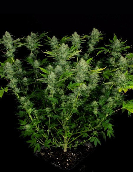 Nebula Seeds (Paradise Seeds) 🌌 Sweet Creative High