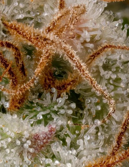 Nebula Seeds (Paradise Seeds) 🌌 Sweet Creative High