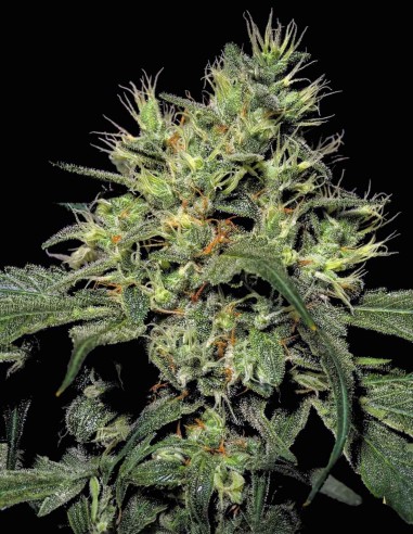 Dutch Dragon Seeds (Paradise Seeds) 🌿 Massive Yield