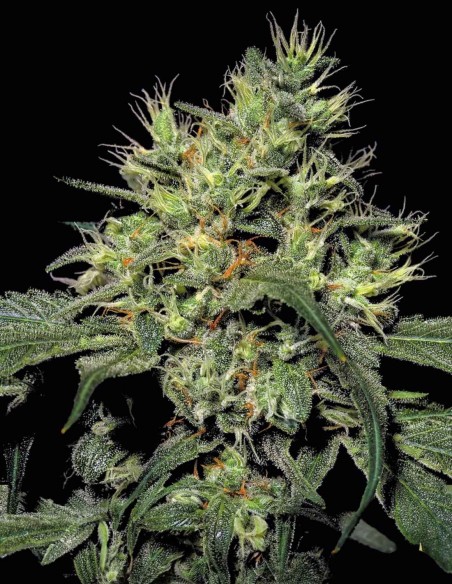 Dutch Dragon Seeds (Paradise Seeds) 🌿 Massive Yield