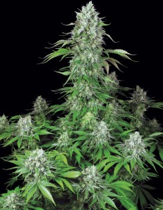 Graines Dutch Dragon (Paradise Seeds) 🌿 Rendement Massif 2