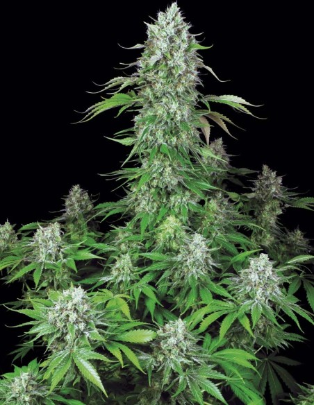 Dutch Dragon Seeds (Paradise Seeds) 🌿 Massive Yield