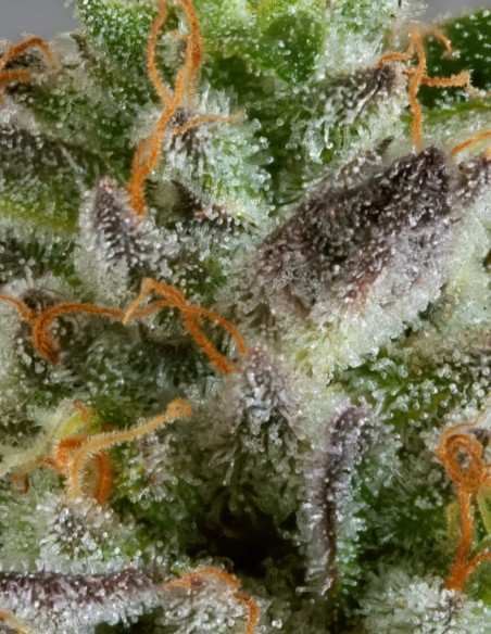 Dutch Dragon Seeds (Paradise Seeds) 🌿 Massive Yield