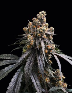 Mona Lisa x Original Bubblegum Seeds (T.H.Seeds) 🍬 Candy