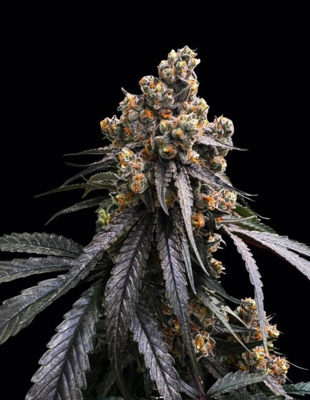 Mona Lisa x Original Bubblegum Seeds (T.H.Seeds) 🍬 Candy