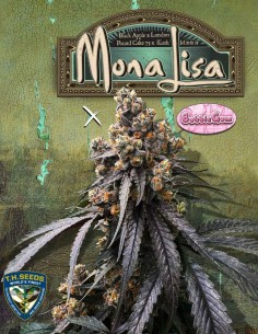 Mona Lisa x Original Bubblegum Seeds (T.H.Seeds) 🍬 Candy 2