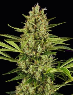 Jack Herer Seeds (Bulk Legacy) 💥 Classic Power