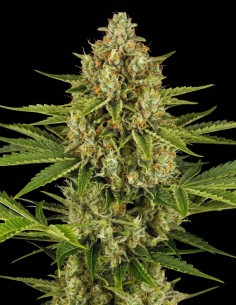 Jack Herer Auto Seeds (Bulk Legacy) 🌱 Easy Grow