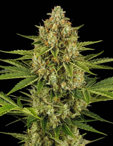 Jack Herer Auto Seeds (Bulk Legacy) 🌱 Easy Grow