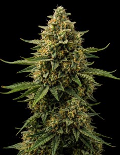 Critical Mass Seeds (Bulk Legacy) 🌿 Massive Yields