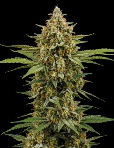 Critical 2.0 Auto Seeds (Bulk Legacy) 🌿 Easy Skunk