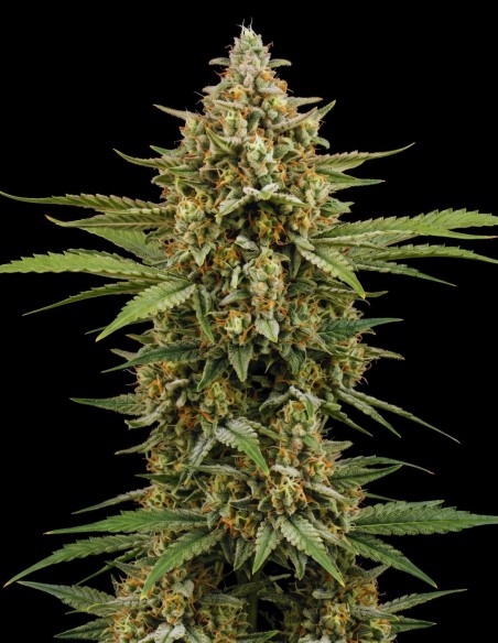 Critical 2.0 Auto Seeds (Bulk Legacy) 🌿 Easy Skunk