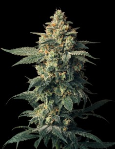 Northern Lights Seeds (Bulk Legacy) 🌄 Deep Relax