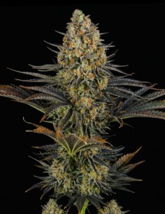 LSD Seeds (Bulk Legacy) 🌈 Psychedelic Hit