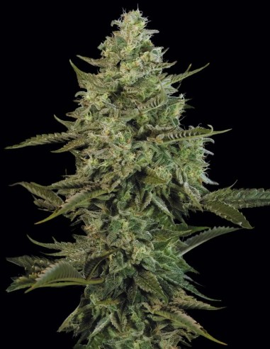 Semillas Mendo Crème (Paradise Seeds) 🍬 Dulce Potente