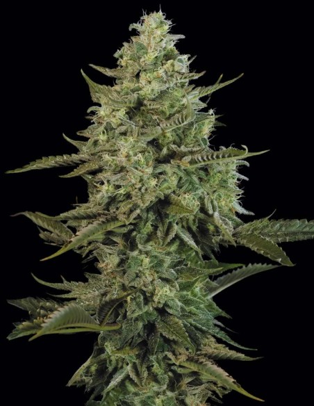 Semillas Mendo Crème (Paradise Seeds) 🍬 Dulce Potente