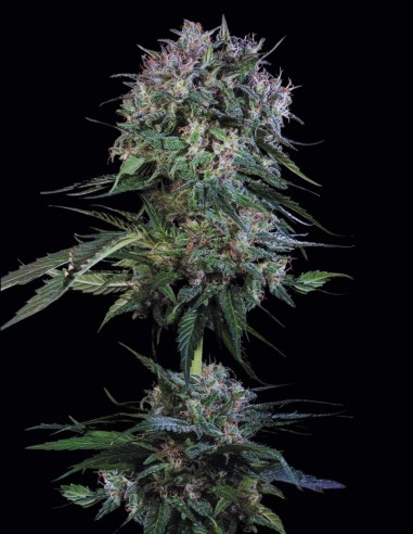 Semillas Doppler (Paradise Seeds) 🌜 Relajación Profunda