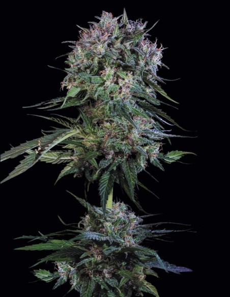 Semillas Doppler (Paradise Seeds) 🌜 Relajación Profunda