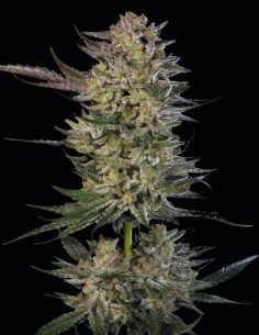 Candy Breath Seeds (Paradise Seeds) 🍭 Sweet Relax