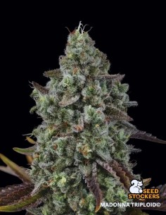 Semi Madonna Triploid (Seedstockers) 🌿 Dolce 28% THC