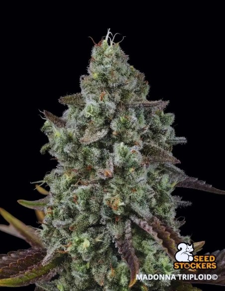 Semi Madonna Triploid (Seedstockers) 🌿 Dolce 28% THC