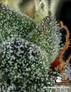 Semi Madonna Triploid (Seedstockers) 🌿 Dolce 28% THC 2