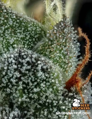 Semi Madonna Triploid (Seedstockers) 🌿 Dolce 28% THC