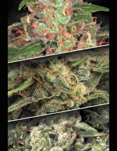 Semillas Auto Collection Pack #2 (Paradise Seeds) 🌿 Favoritas 2