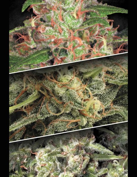 Semillas Auto Collection Pack #2 (Paradise Seeds) 🌿 Favoritas