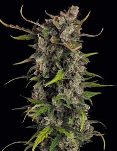Semillas Lemonade Auto (Paradise Seeds) 🍋 Impulso Diurno