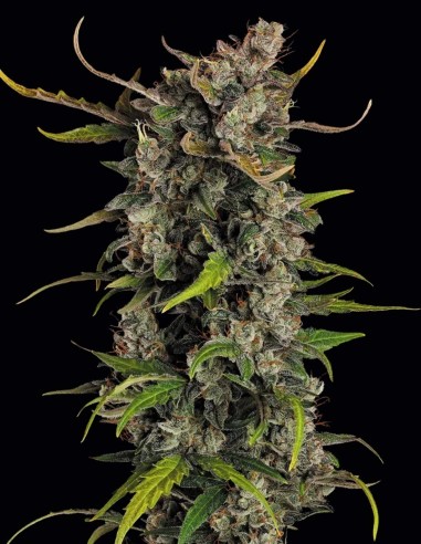 Graines Lemonade Auto (Paradise Seeds) 🍋 Boost de Journée
