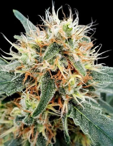 Stromboli Auto Samen (Paradise Seeds) 🌋 Vulkanische Power