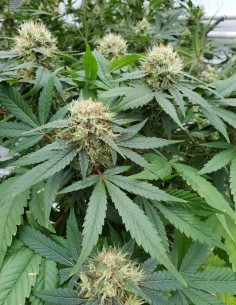 Semillas Stromboli Auto (Paradise Seeds) 🌋 Poder Volcánico 2