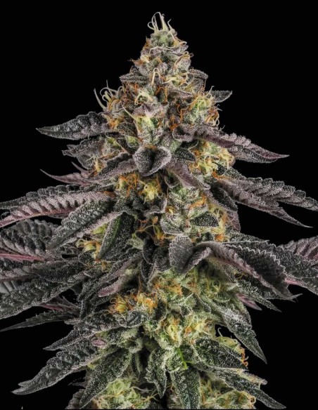 Semi Sunset Paradise (Paradise Seeds) 🌅 Potenza Rilassante