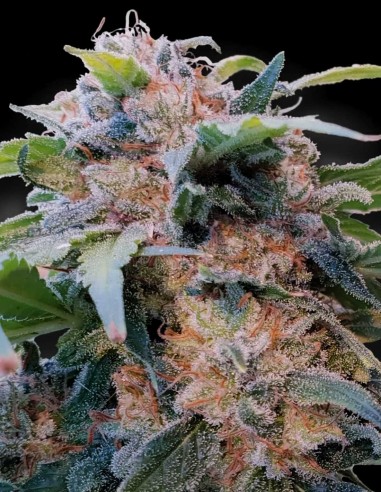 Graines CBDream (Paradise Seeds) 🌜 Calme Riche en CBD
