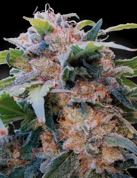 Graines CBDream (Paradise Seeds) 🌜 Calme Riche en CBD