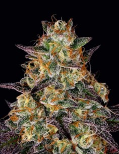 Semi El Dorado OG (Paradise Seeds) 🌱 Calma e Chiarezza