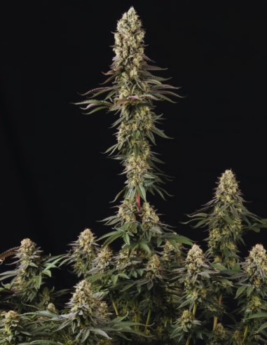 El Dorado OG Seeds (Paradise Seeds) 🌱 Calm Clarity