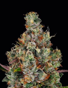 Semi Rainbow Road (Paradise Seeds) 🌈 Potenza Tropicale