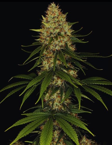 Space Cookies Seeds (Paradise Seeds) 🍪 Sweet Relax