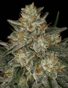 Graines Dutch Kush (Paradise Seeds) 🌿 Relaxation Intense
