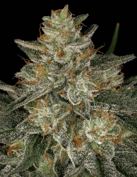 Dutch Kush Seeds (Paradise Seeds) 🌿 Heavy Relaxation